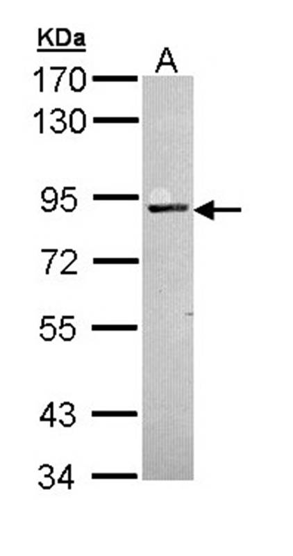 PKC antibody