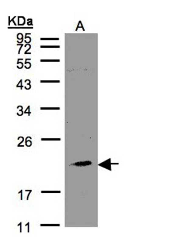 killer cell lectin-like receptor subfamily C, member 4 antibody