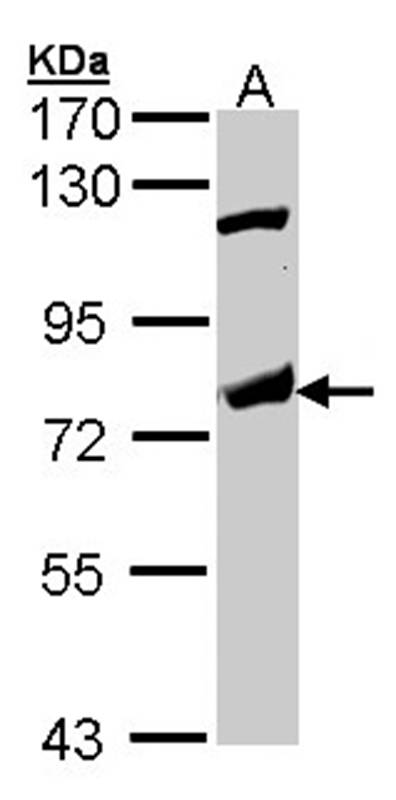p63 antibody