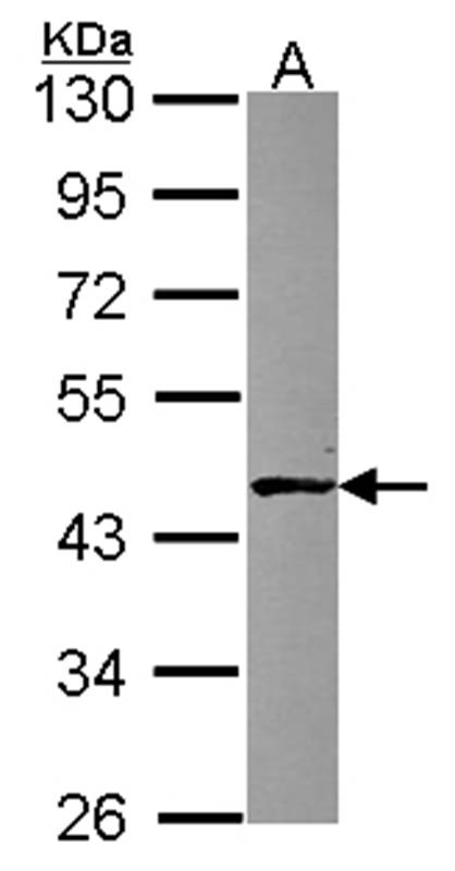 ABH1 antibody