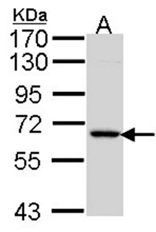 MIPP antibody