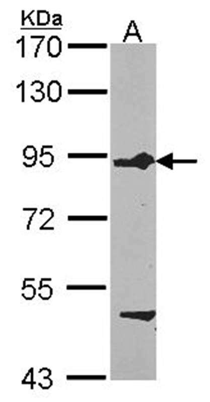 FIG4 antibody
