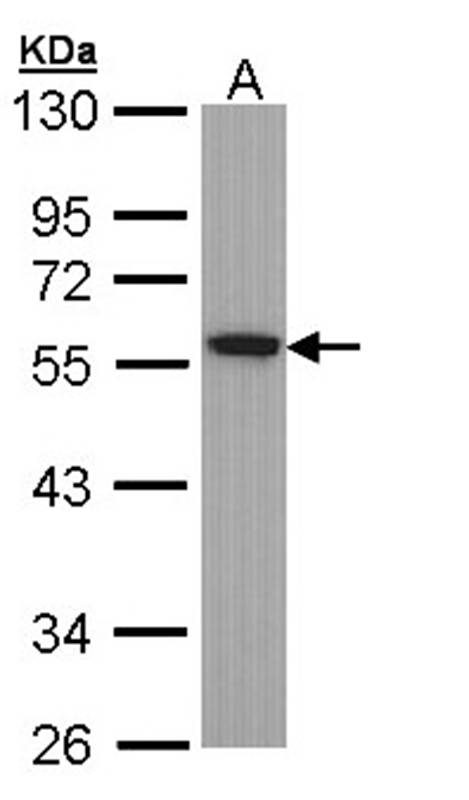 Tubulin alphaB antibody