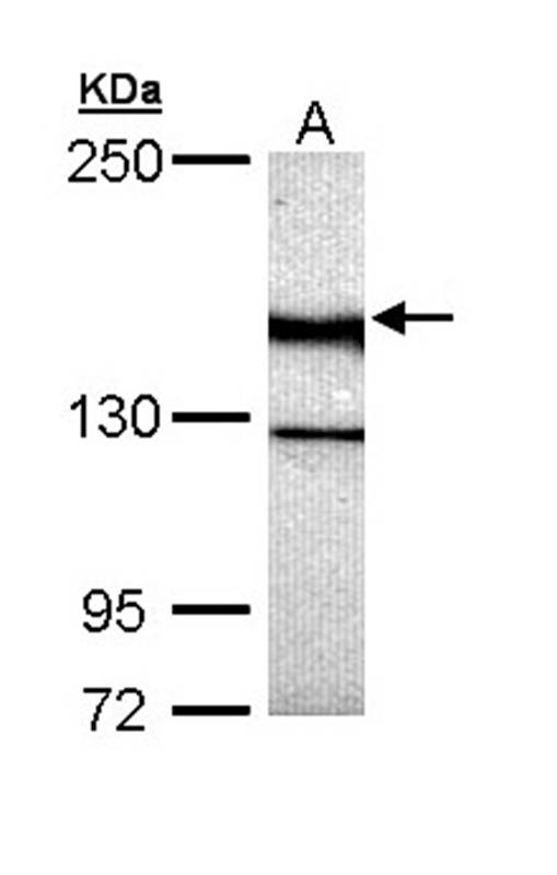 UNC13 (C. elegans)-like antibody