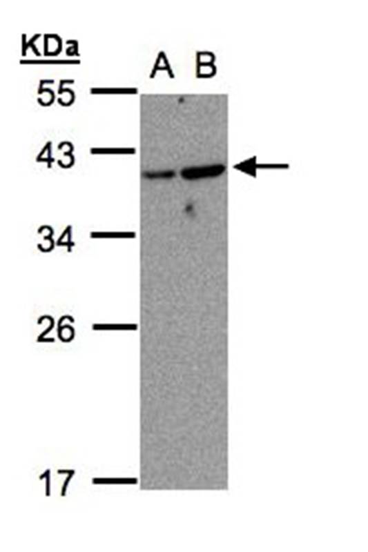 ARF7 antibody