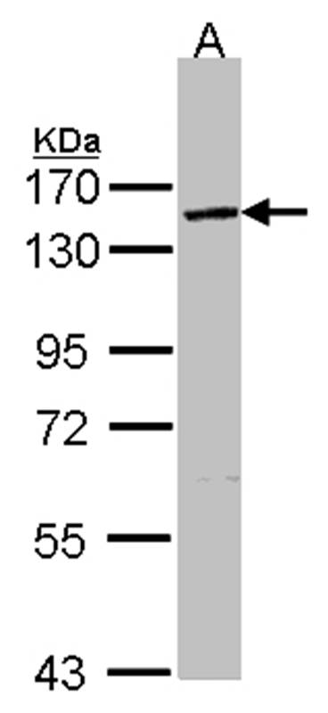 VCPIP1 antibody