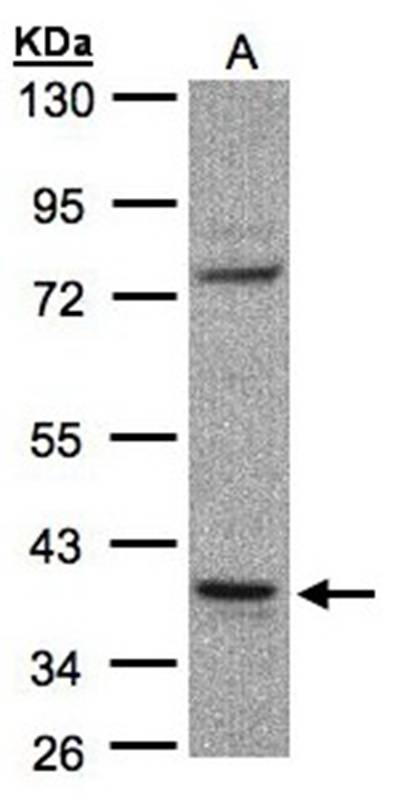 CCDC68 antibody