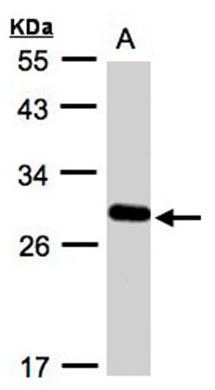 Yip1 domain family, member 4 antibody