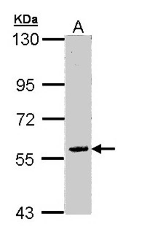 family with sequence similarity 126, member A antibody