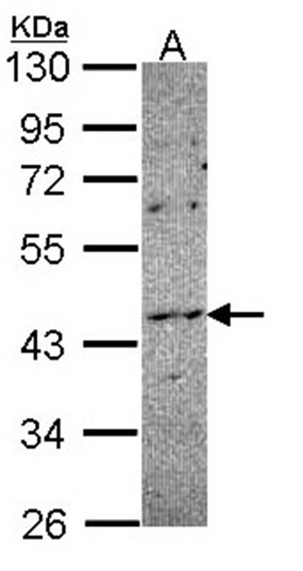 NOXO1 antibody