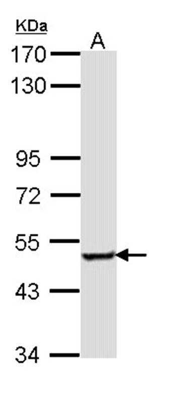 SESN3 antibody