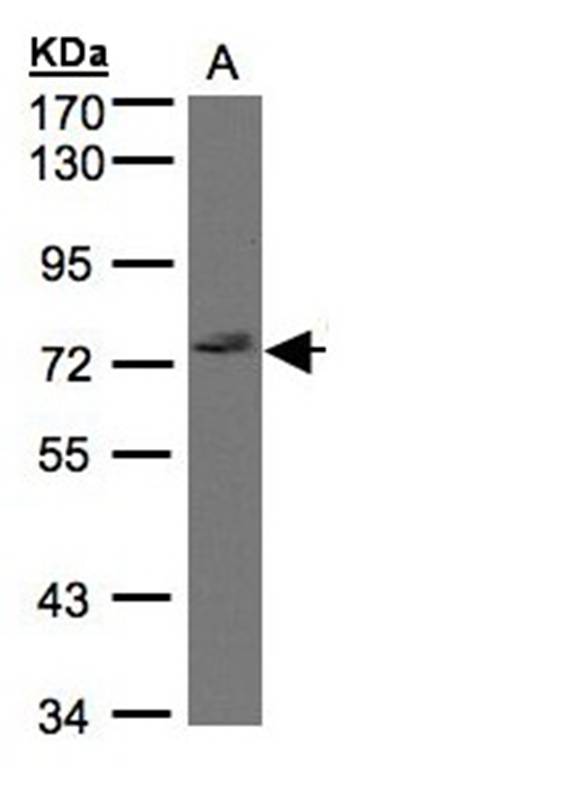 GIMAP8 antibody