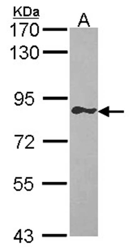 GIMAP8 antibody