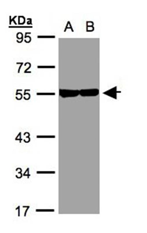 Tubulin beta-8 antibody