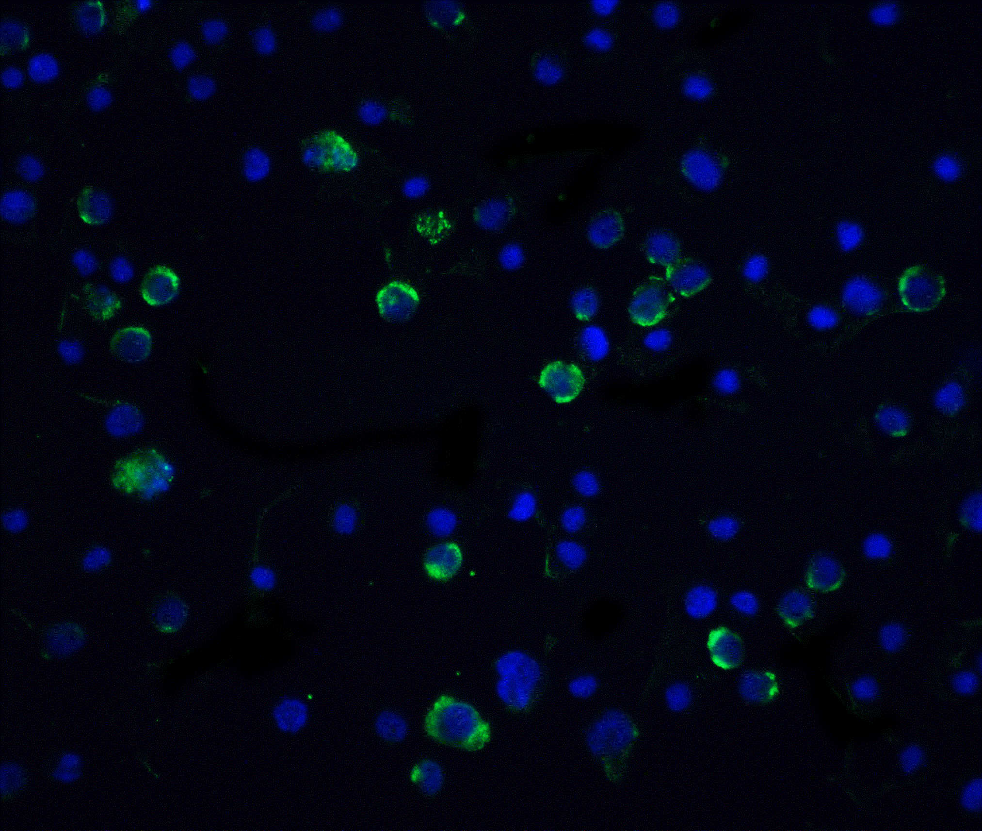 Caspase0 Antibody