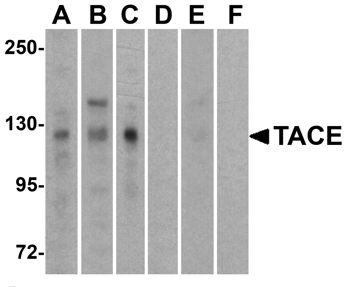TACE Antibody