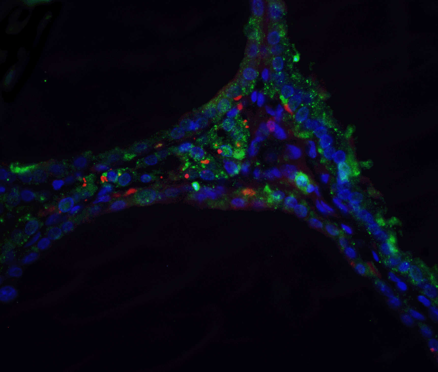 DNase II Antibody