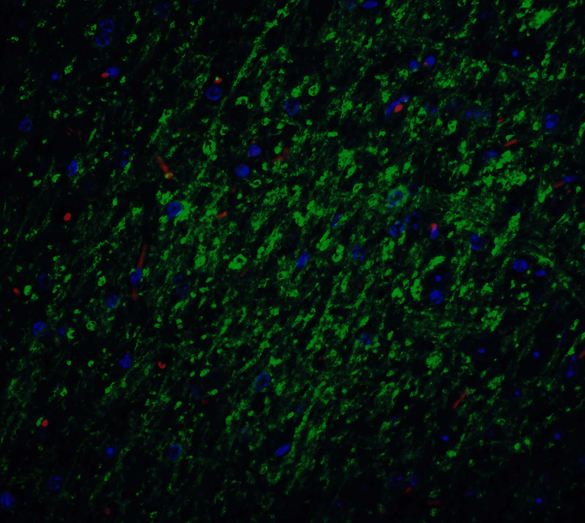 Survivin Antibody