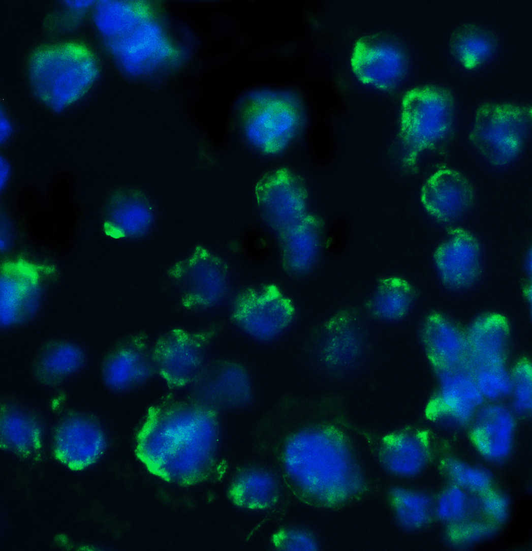 BACE Antibody
