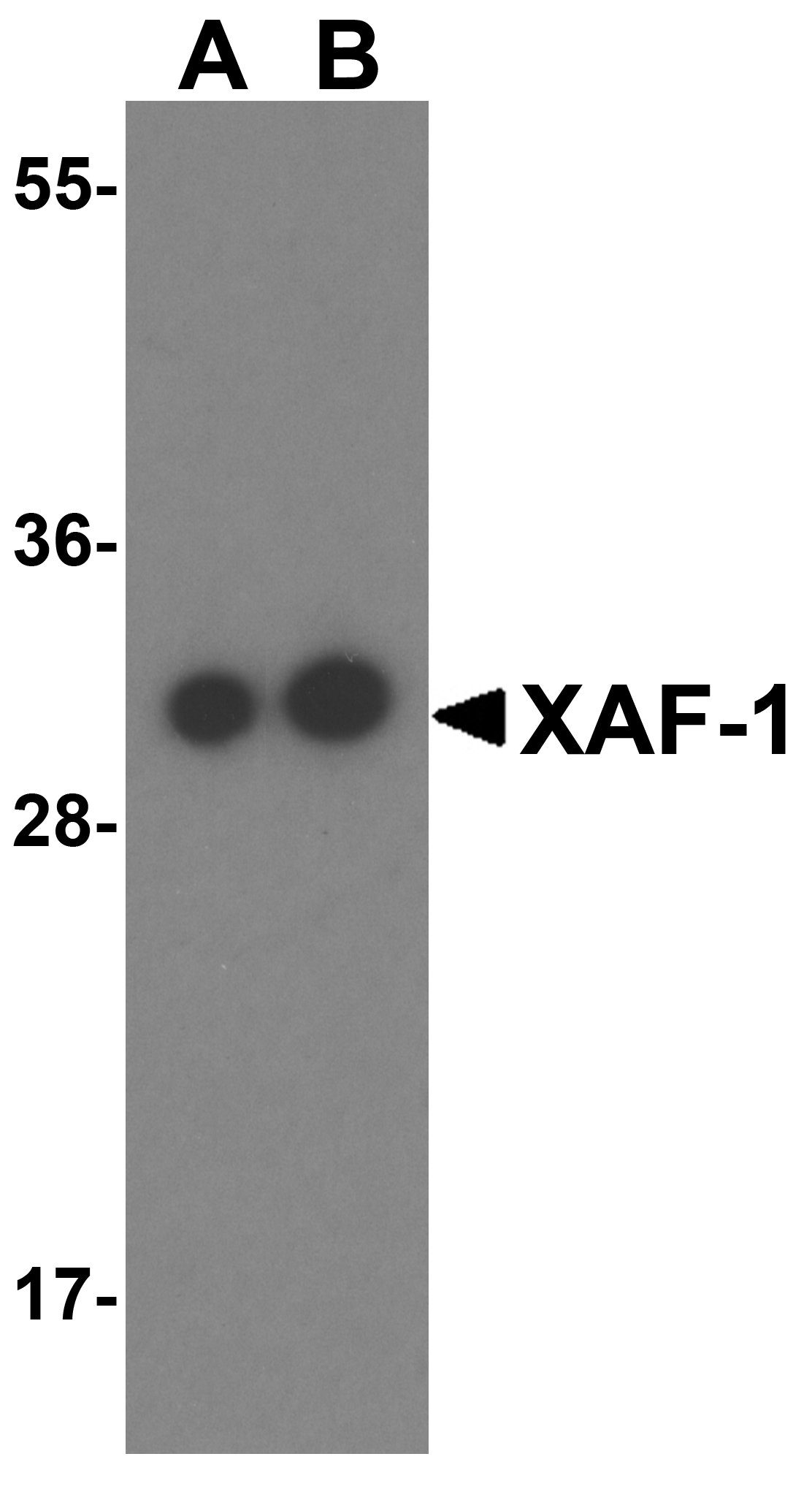 XAF Antibody