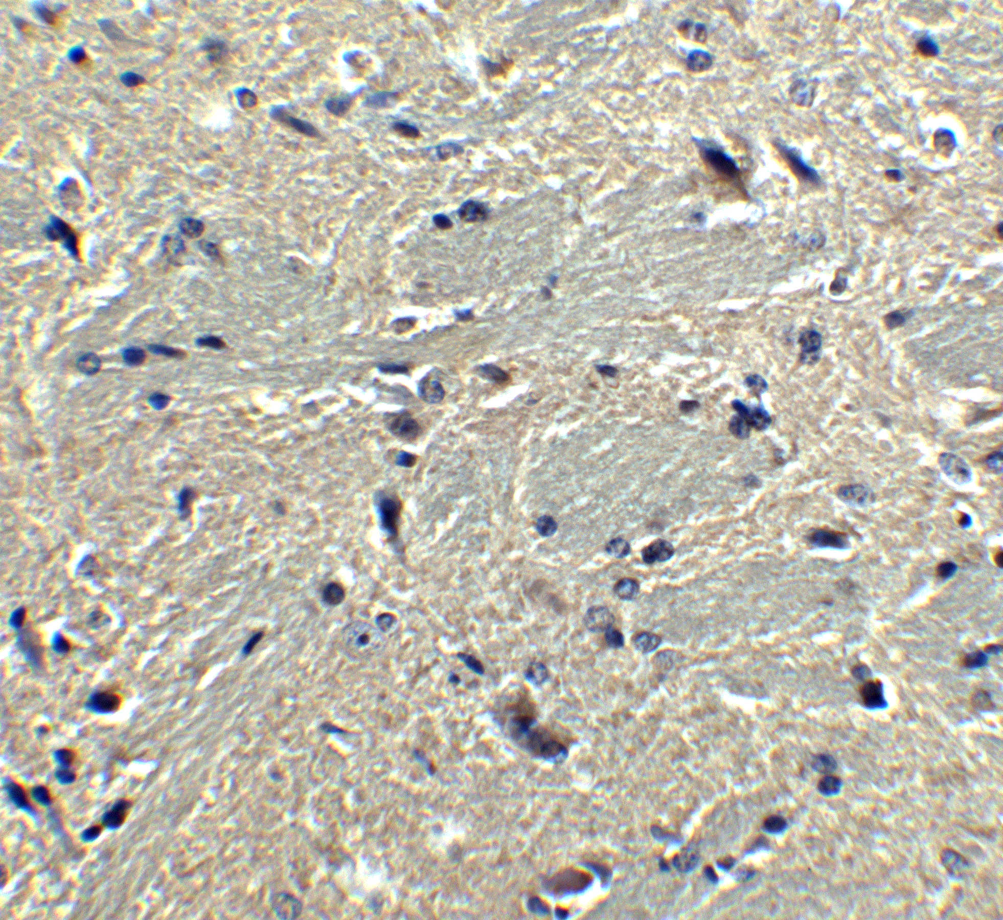 Rheb Antibody