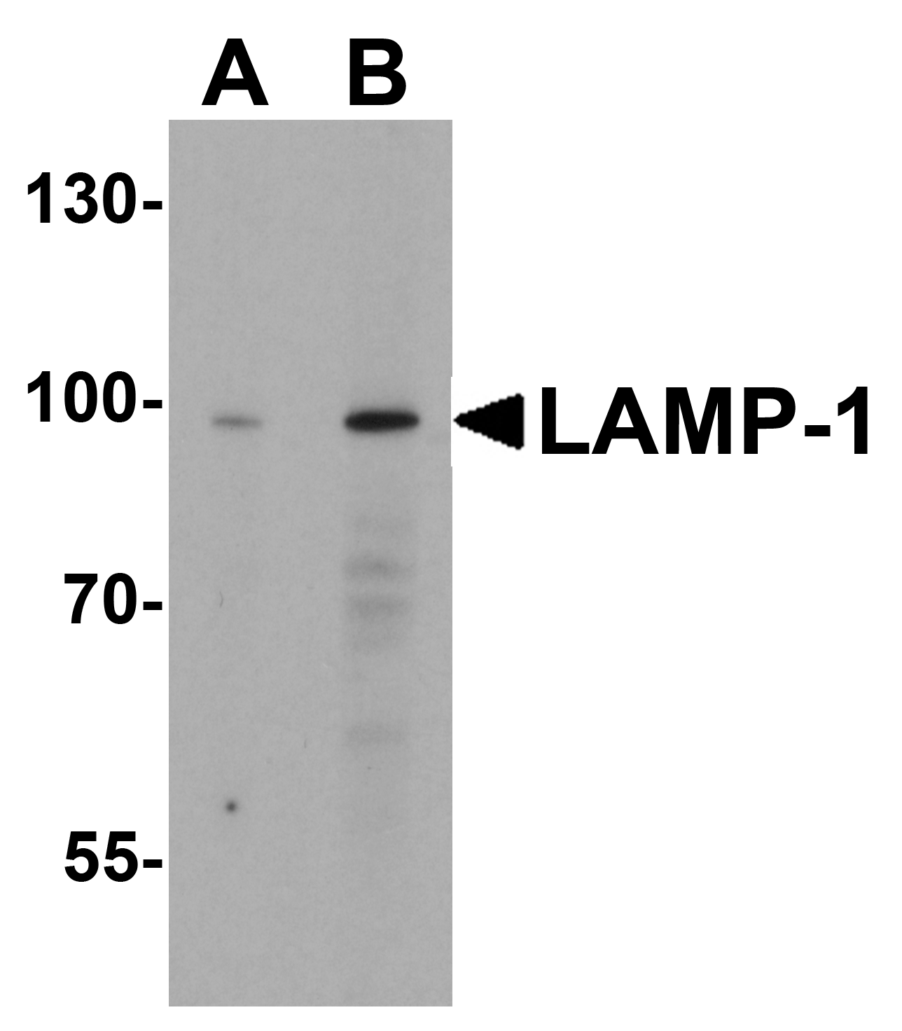 LAMP Antibody
