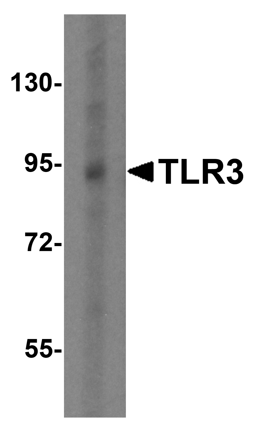 TLR3 Antibody