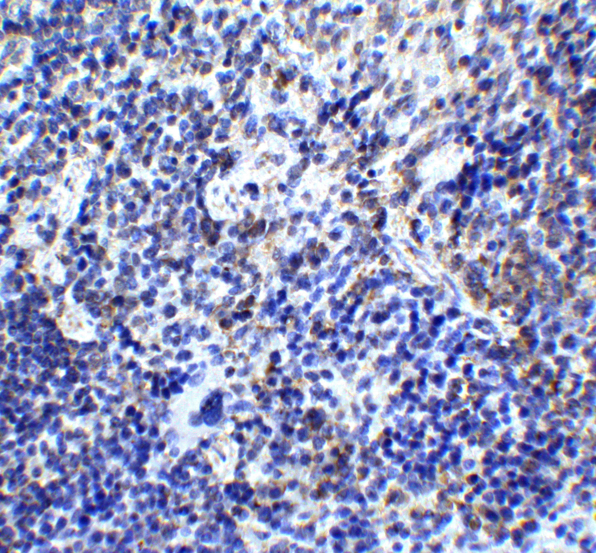 TLR9 Antibody