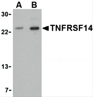 TNFRSF14 Antibody