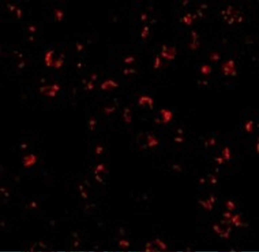 IL-23 Antibody