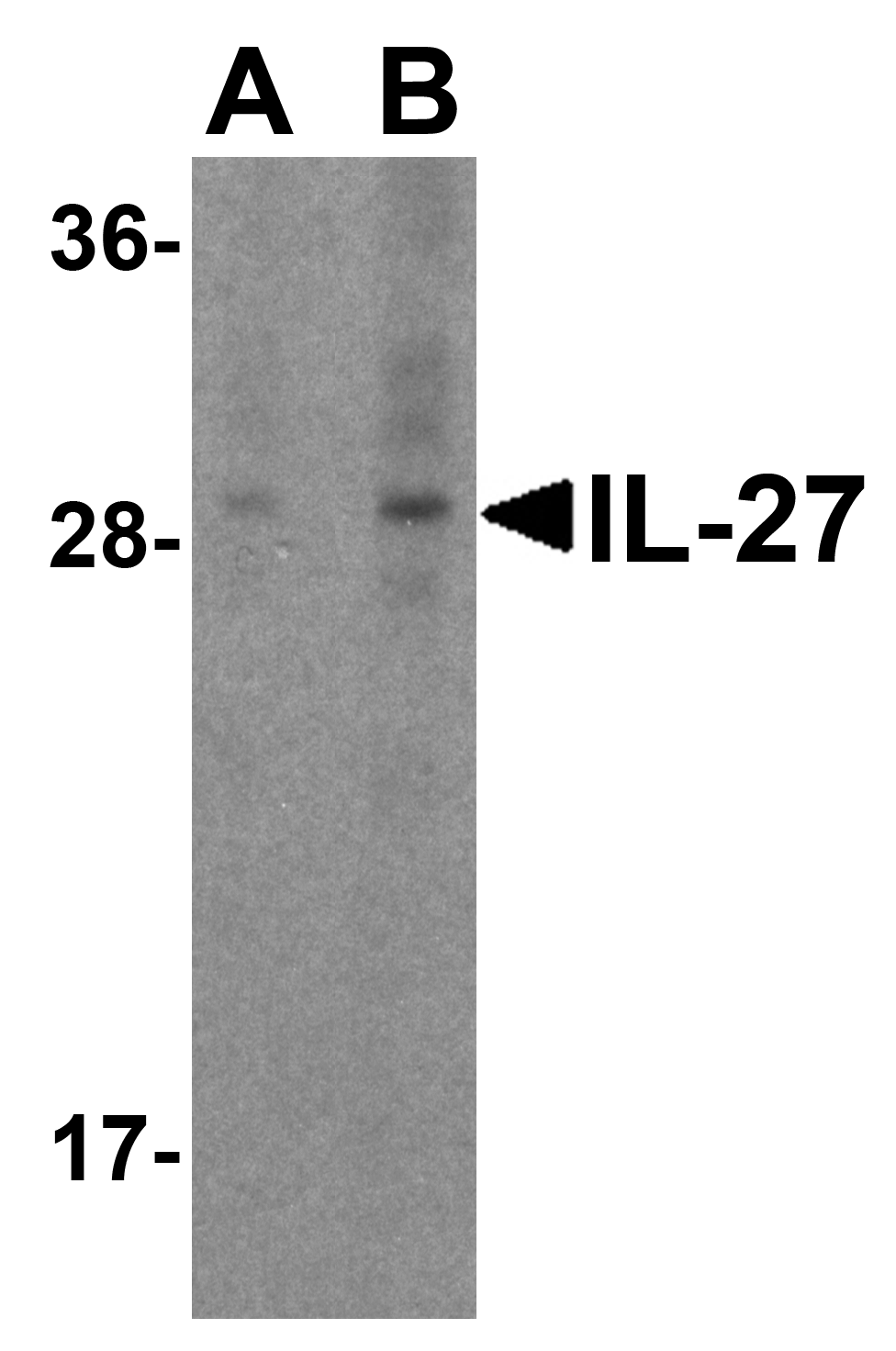 IL-27 Antibody