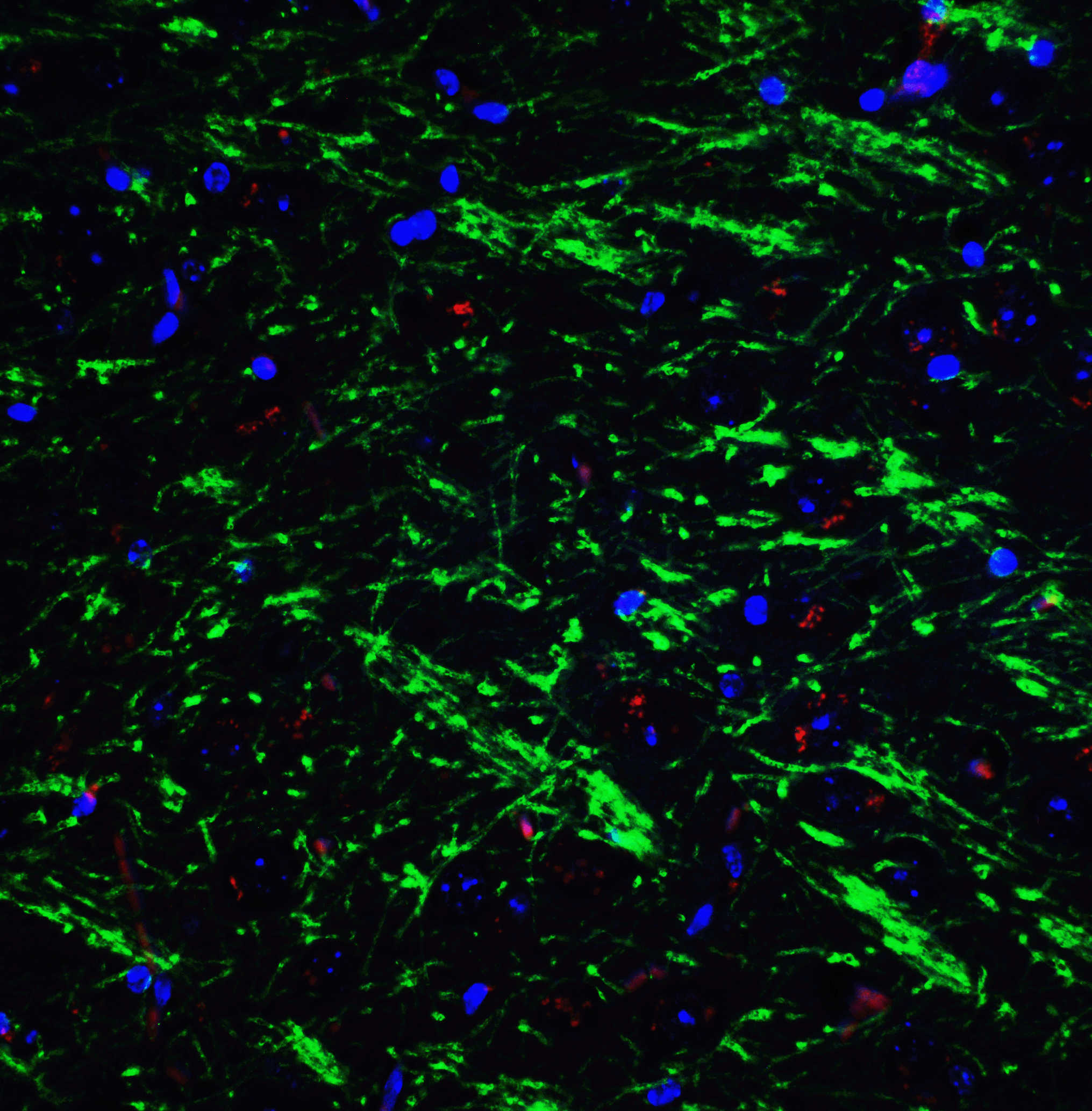 BAG Antibody