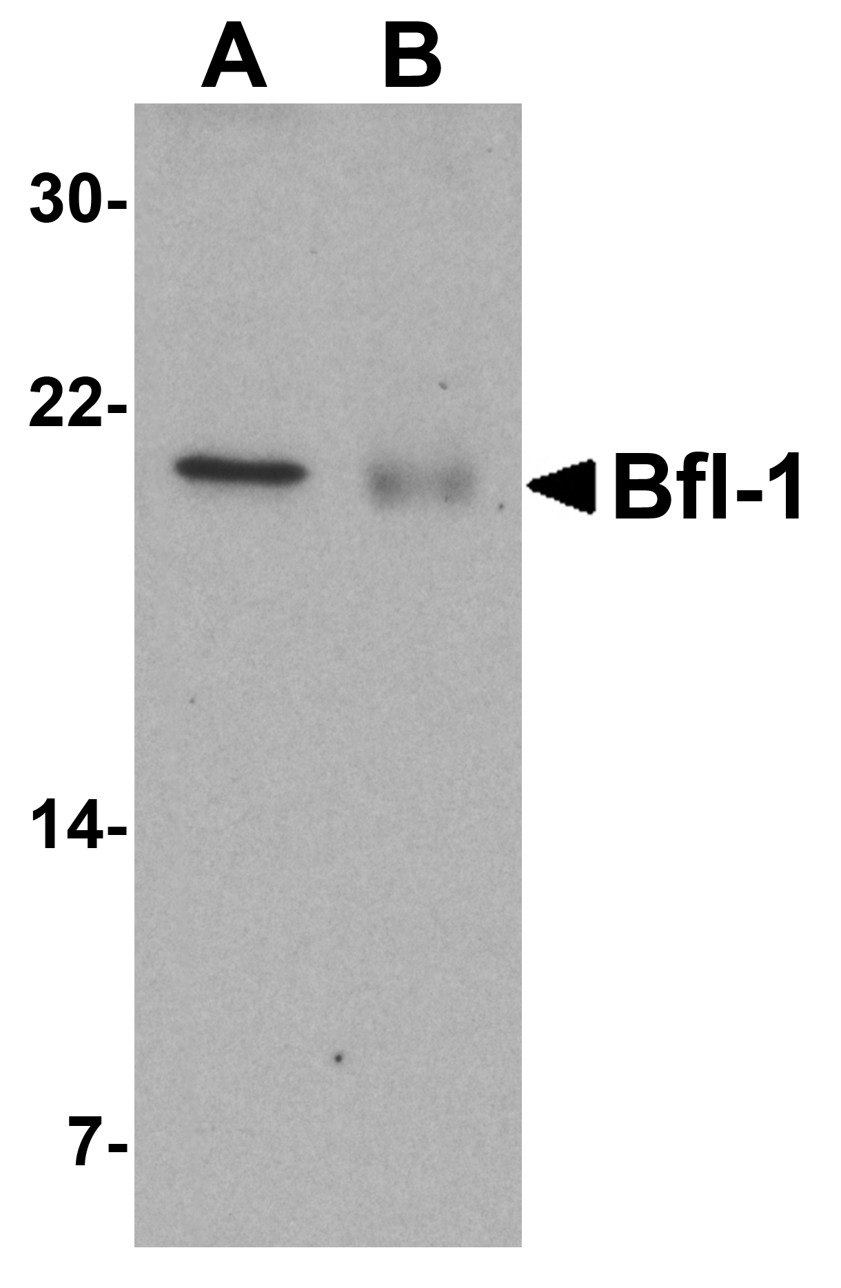 Bfl Antibody