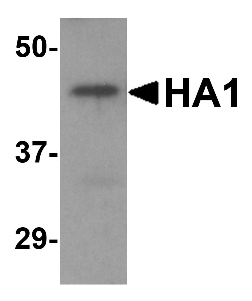 Avian Influenza Hemagglutinin 2 Antibody