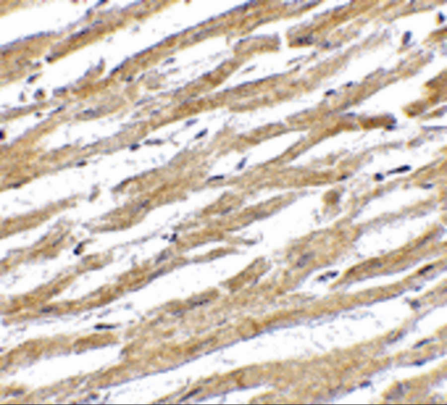 PDL Antibody