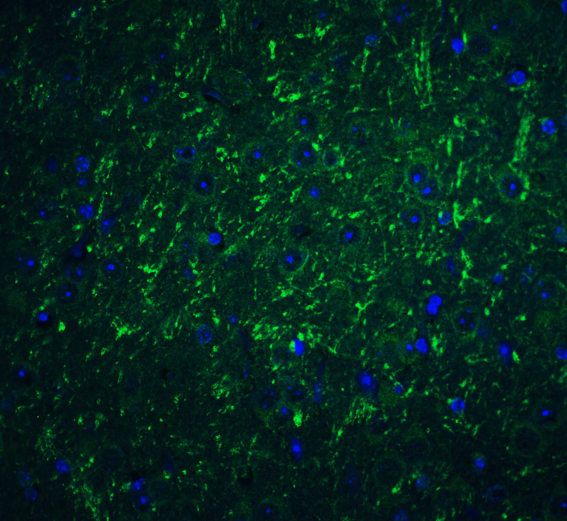 PDL-2 Antibody