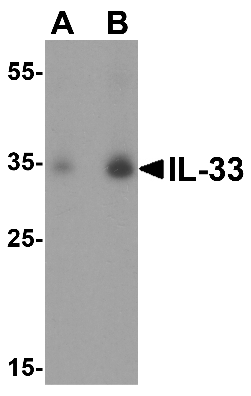 IL-33 Antibody
