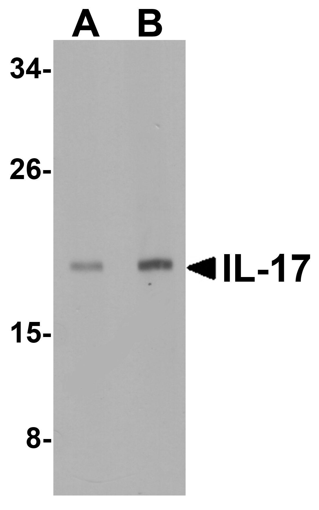 IL7 Antibody