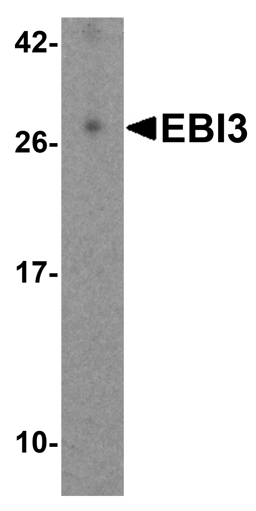 EBI3 Antibody