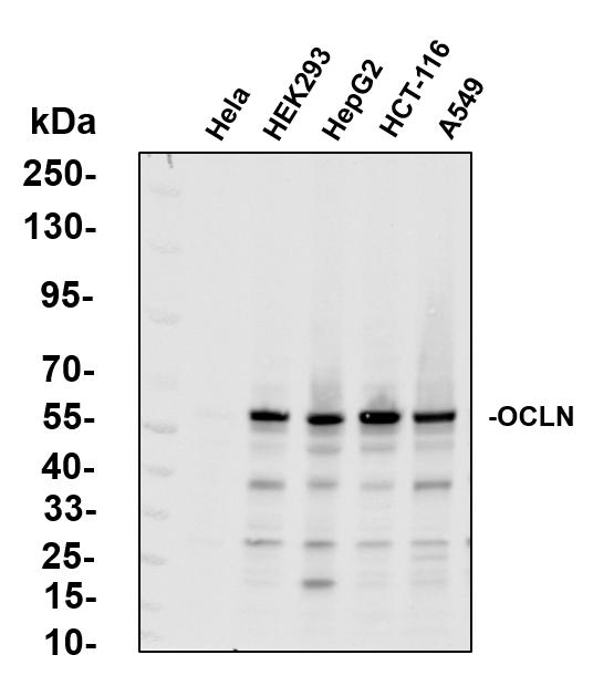 OCLN Antibody