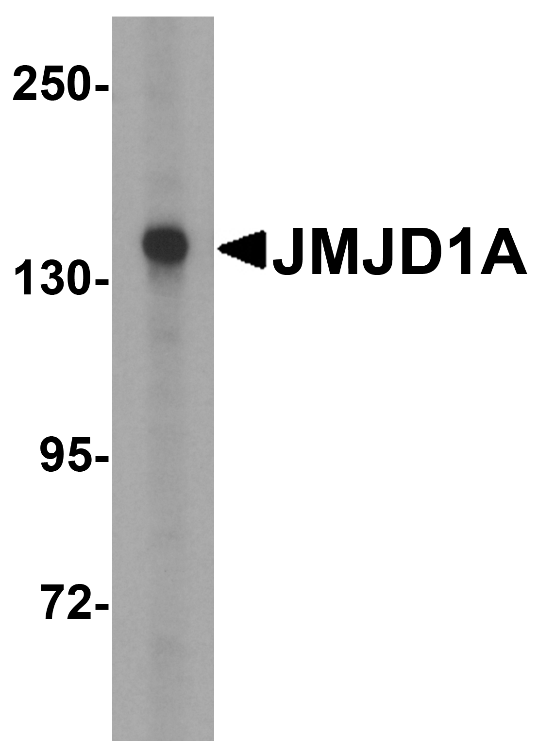 JMJD1A Antibody