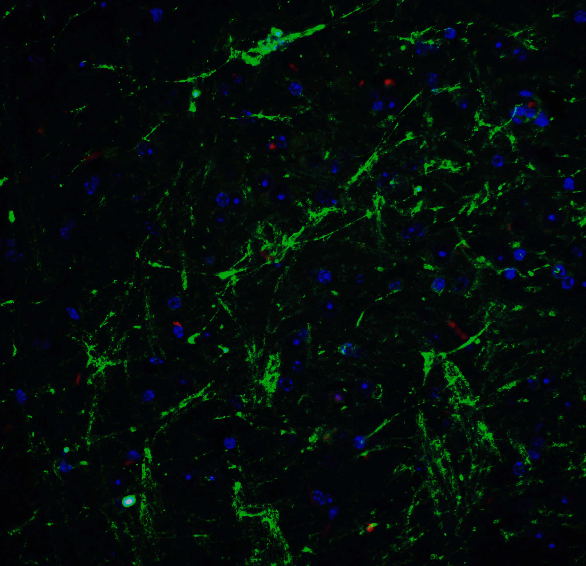 SOX2 Antibody
