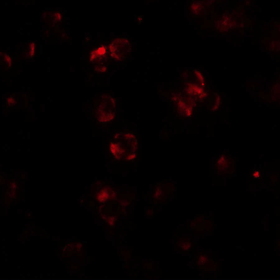 ABCA7 Antibody