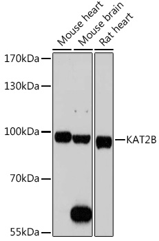 KAT2B Polyclonal Antibody