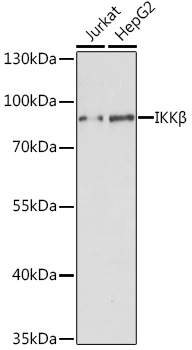 IKK beta Polyclonal Antibody