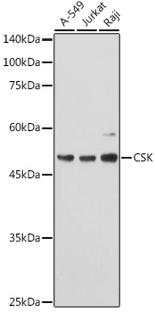 [KO Validated] CSK Polyclonal Antibody