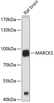 MARCKS Polyclonal Antibody