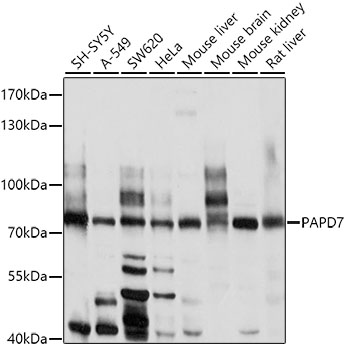 PAPD7 Polyclonal Antibody