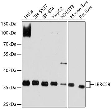 LRRC59 Polyclonal Antibody
