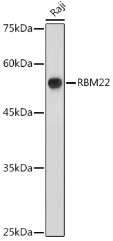RBM22 Polyclonal Antibody